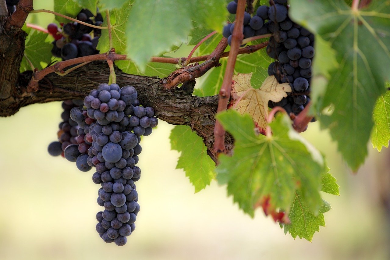 Производство винодельческой продукции в СКФО в 2019г. выросло на 33%