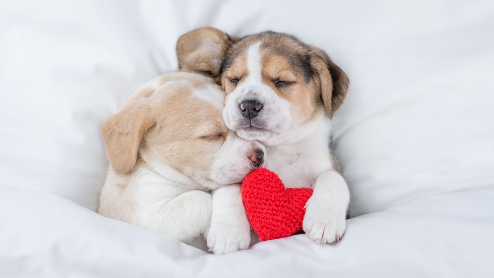 День доброты учредило в 1998 году Всемирное движение за доброту