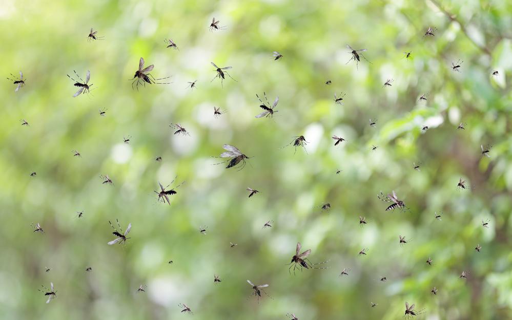 Фото: Shutterstock