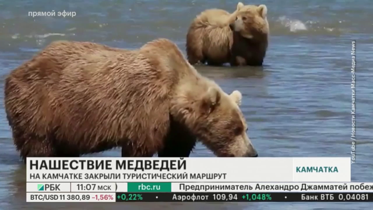 Ученые сообщили о скоплении медведей на туристической тропе на Камчатке