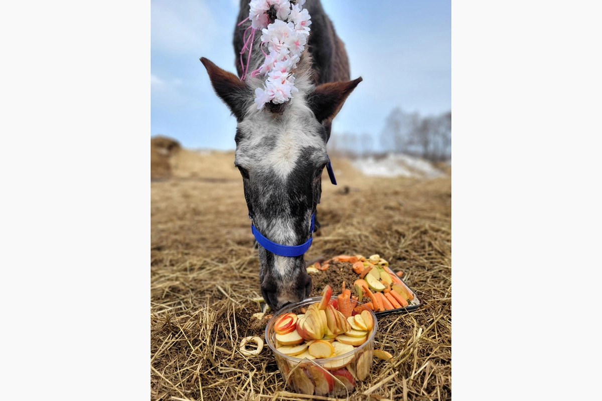 <p>Лошадь Чайка получила в подарок праздничный торт с яблоками</p>