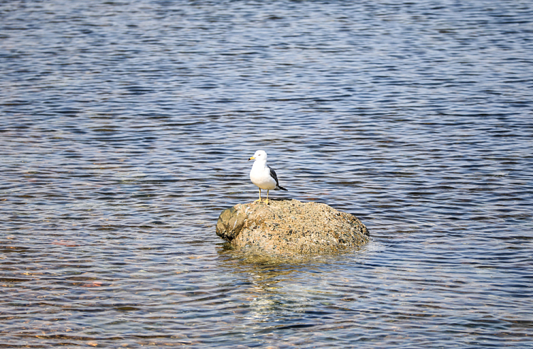 Правительство Приморского края