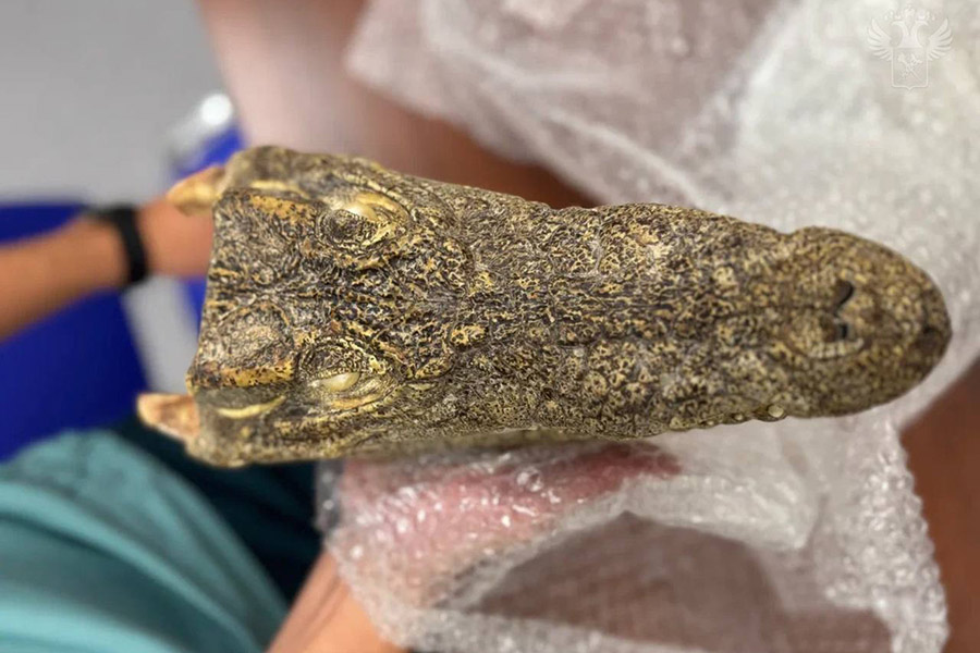 Фото: ФТС России