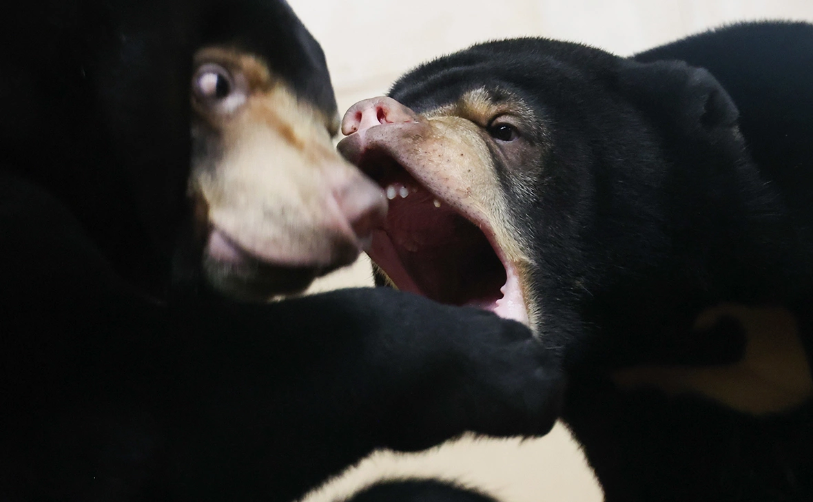 Валерий Шарифулин / ТАСС
