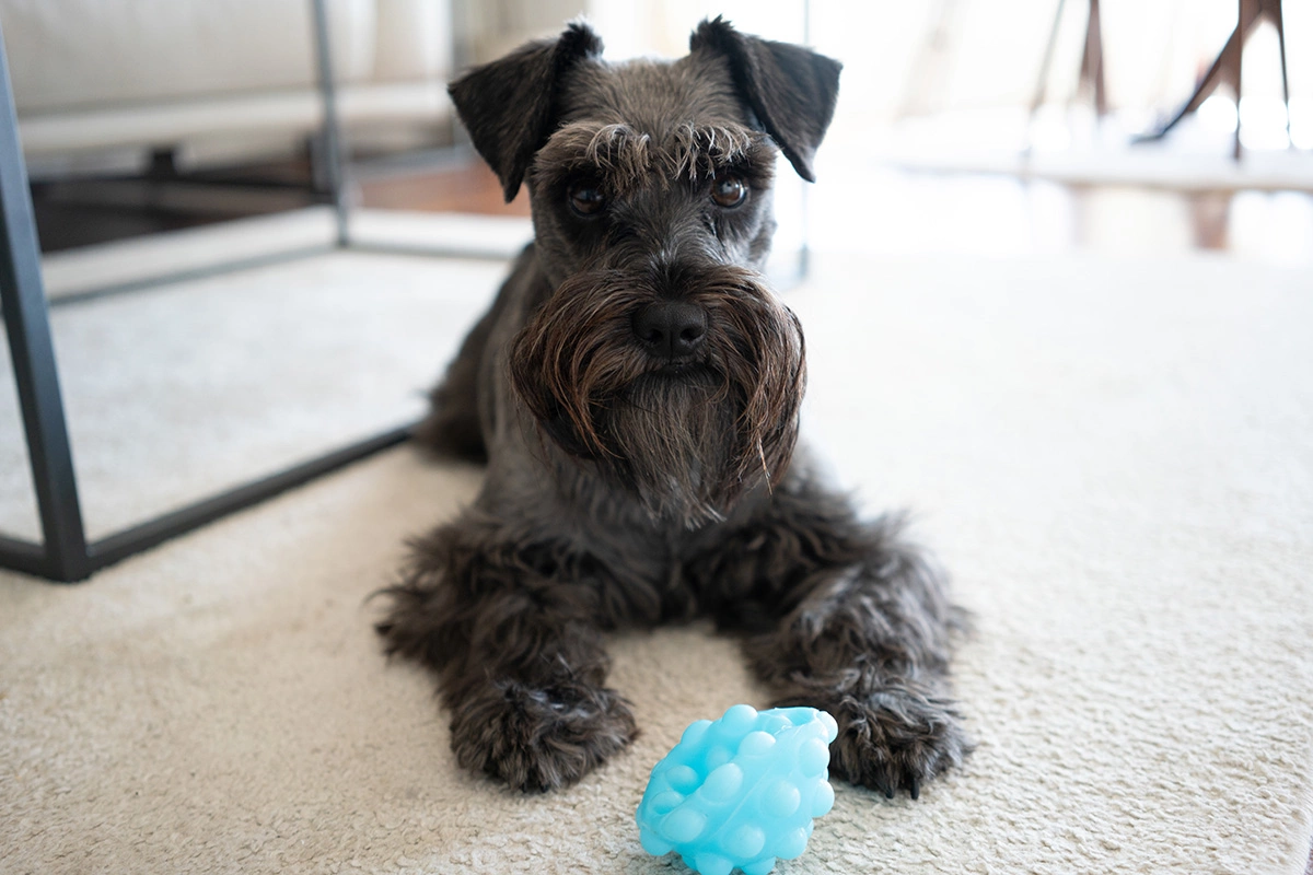 Миниатюрный шнауцер (цвергшнауцер)