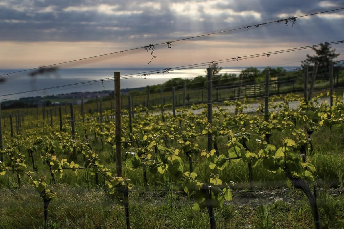 «Усадьба Дивноморское»