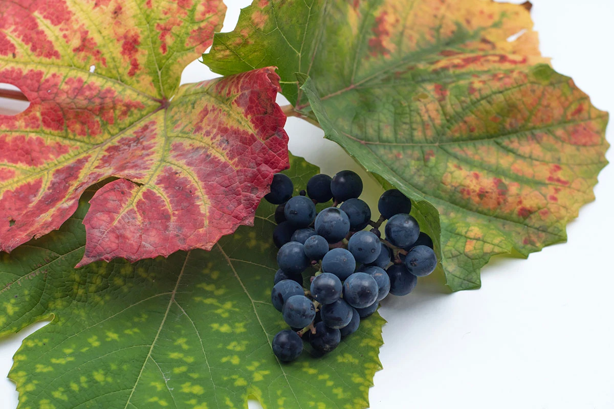 Шеф — главный человек в ресторане, поэтому, помимо кухни, он должен разбираться во многих вопросах, включая вино