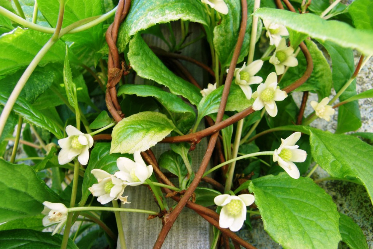 Лимонник китайский. Общий вид цветущего растения