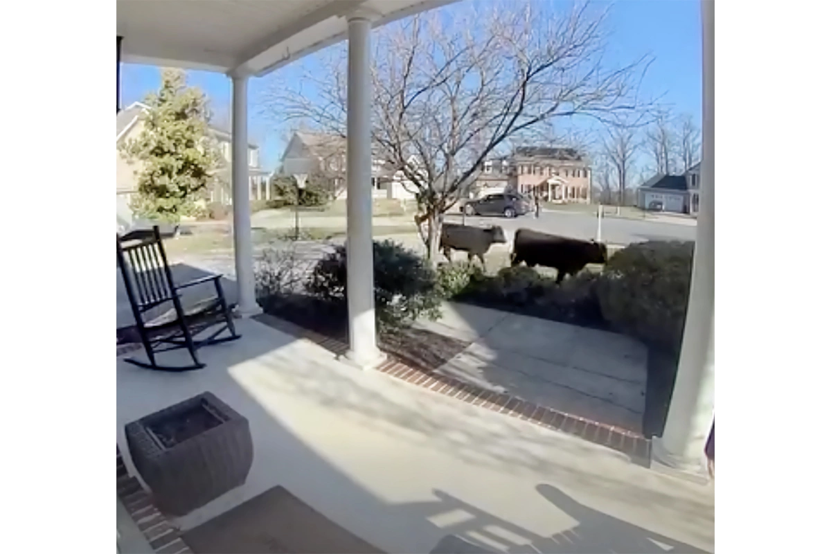 Сбежавшие коровы во дворе одной из жительниц штата Виргиния, США