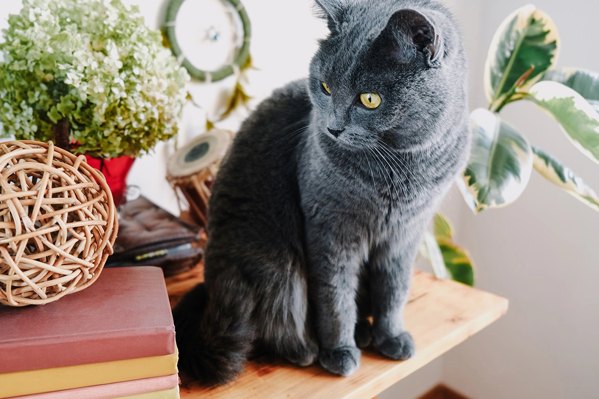 Картезианская кошка