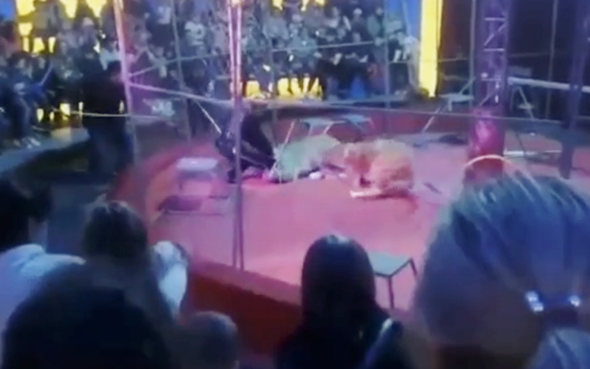 25 октября на левом. Нападение Львов в цирке на дрессировщиков. Работники цирка. Тигр напал на дрессировщика в цирке. Лев напал на дрессировщика.