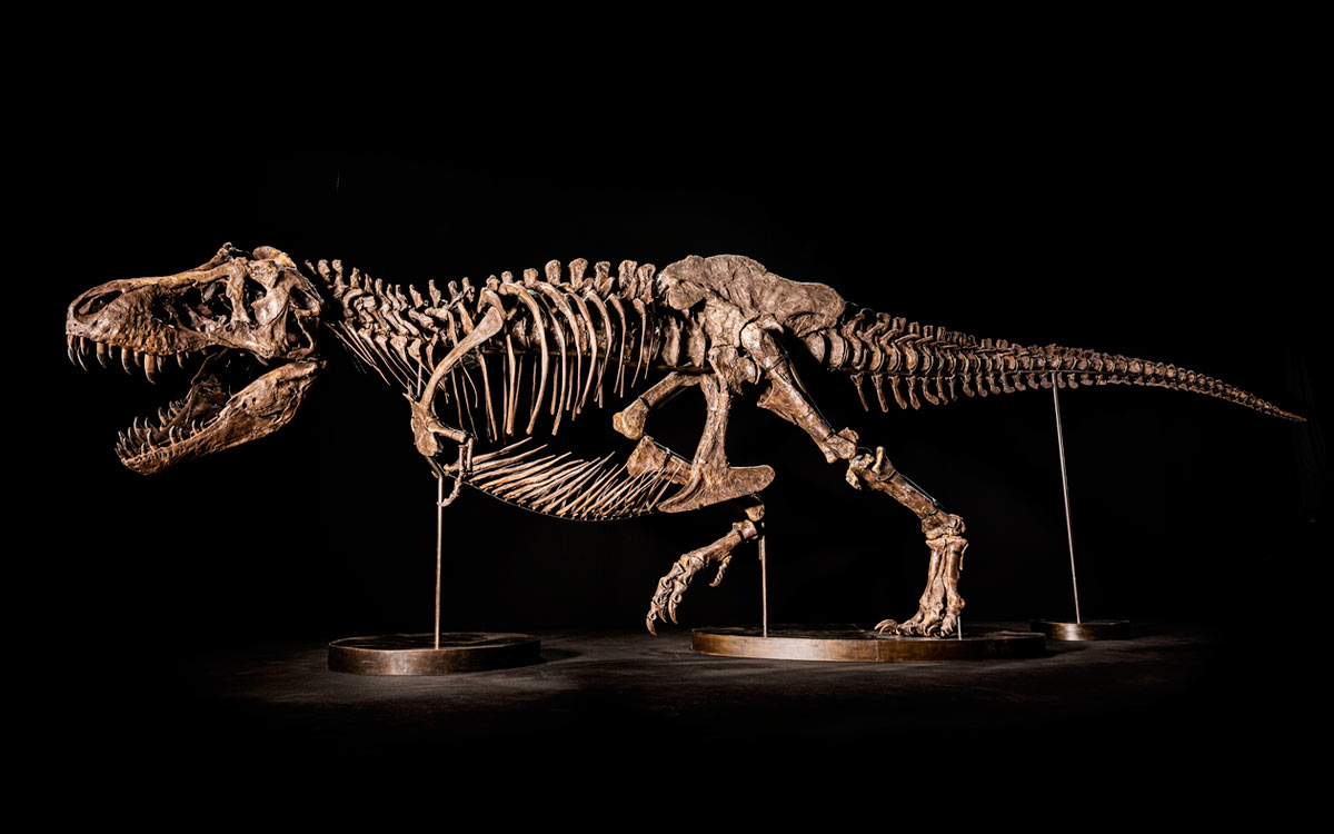 Скелет динозавра арт
