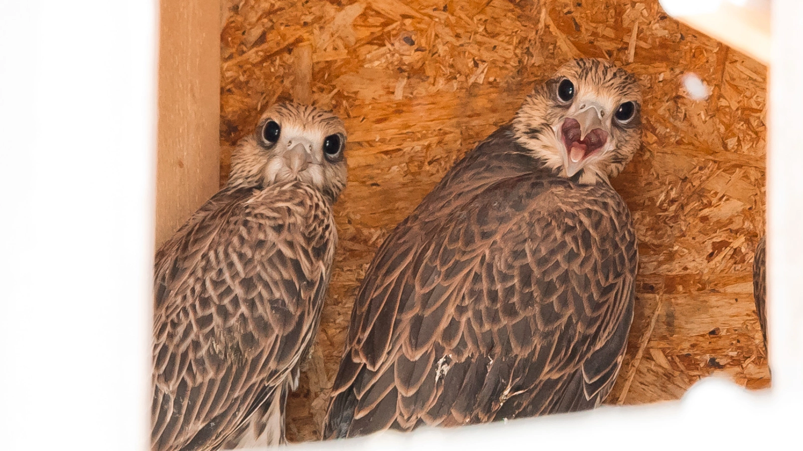 пресс-служба минэкологии РТ