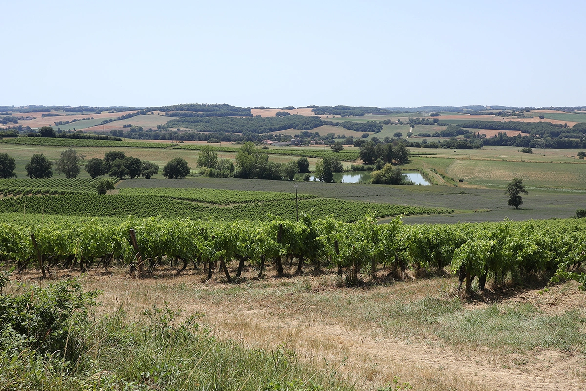 Сегодня под арманьяк занято всего 5200 га виноградников