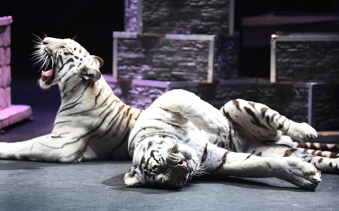 Росгосцирк рассказал, во сколько обходится содержание тигра