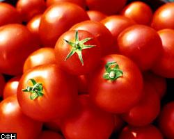 Генетически измененный помидор любит соленую воду