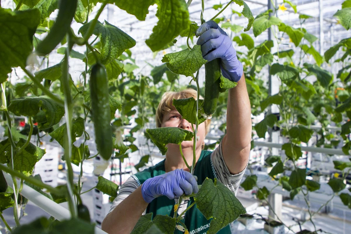 Александр Подгорчук