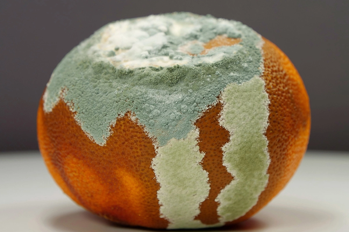 Плесень на поверхности мандарина иллюстрирует сапротрофное питание гетеротрофных грибов