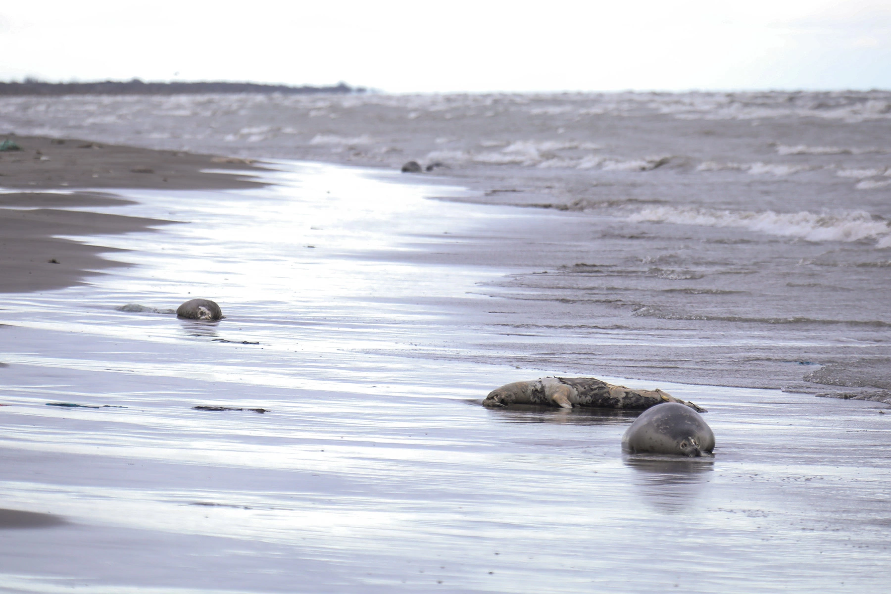 Гибель тюленей на побережье Каспийского моря. 2022 год