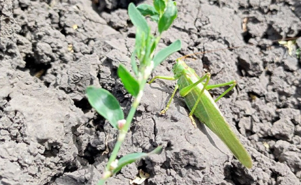 Алексей Коваленок / РБК Новосибирск