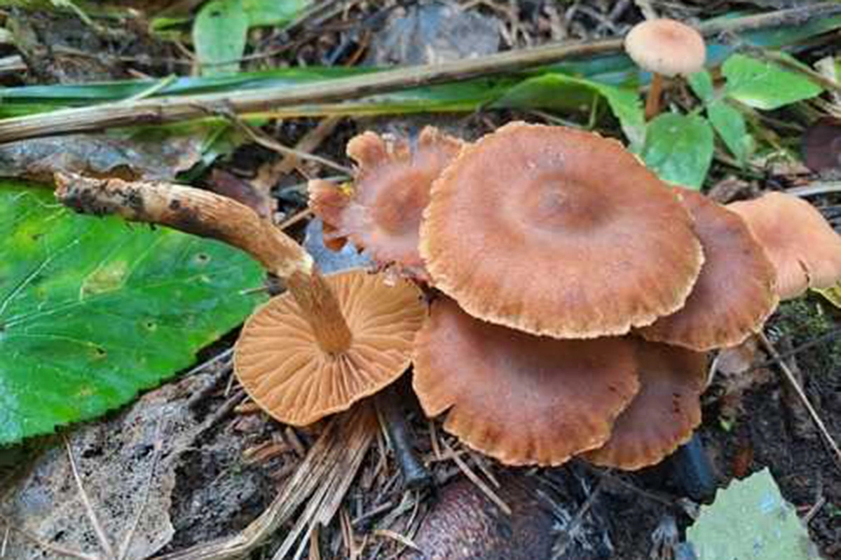 Паутинник глубококорневой (Cortinarius radicosissimus)