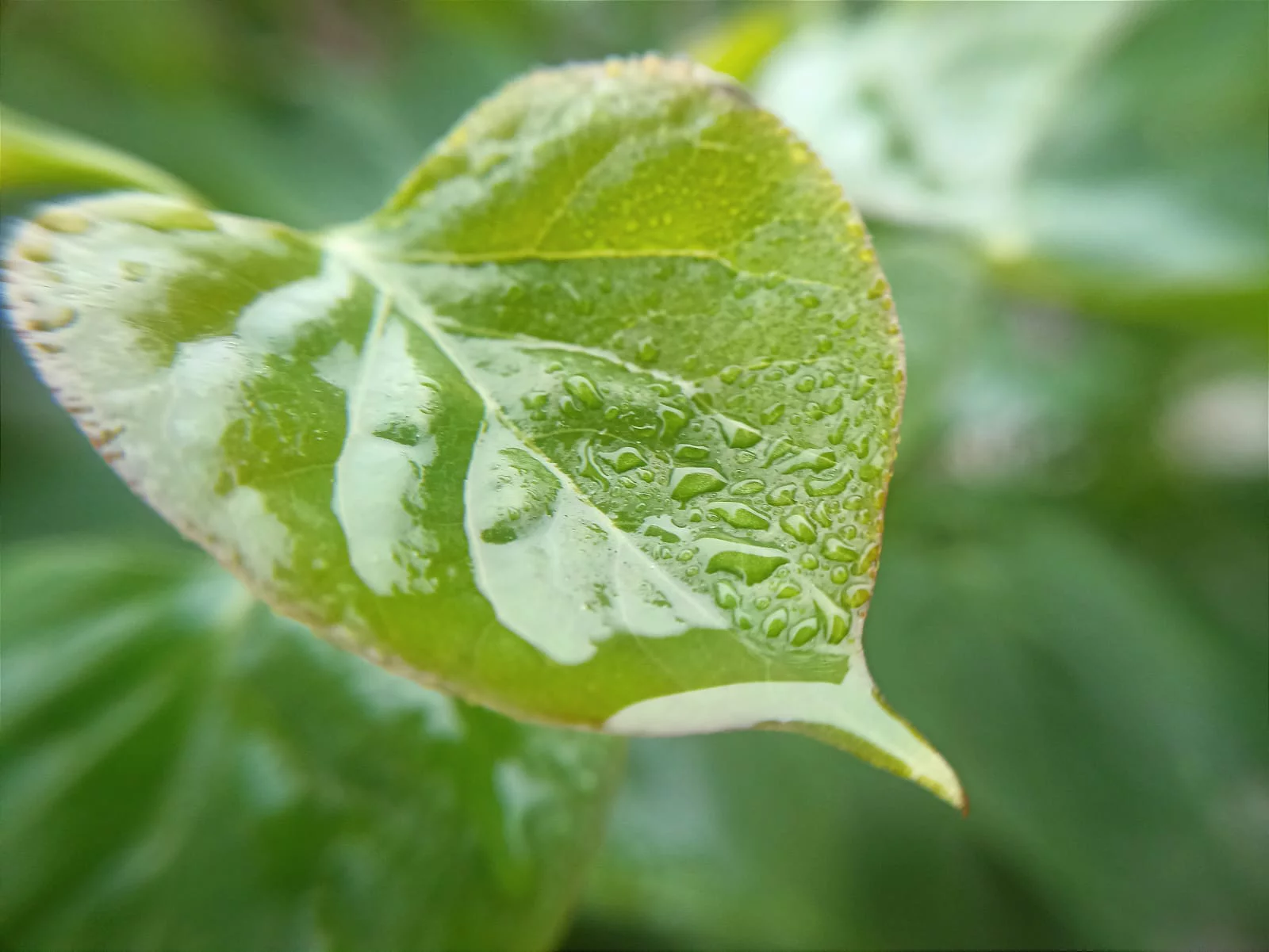 РБК Приморье