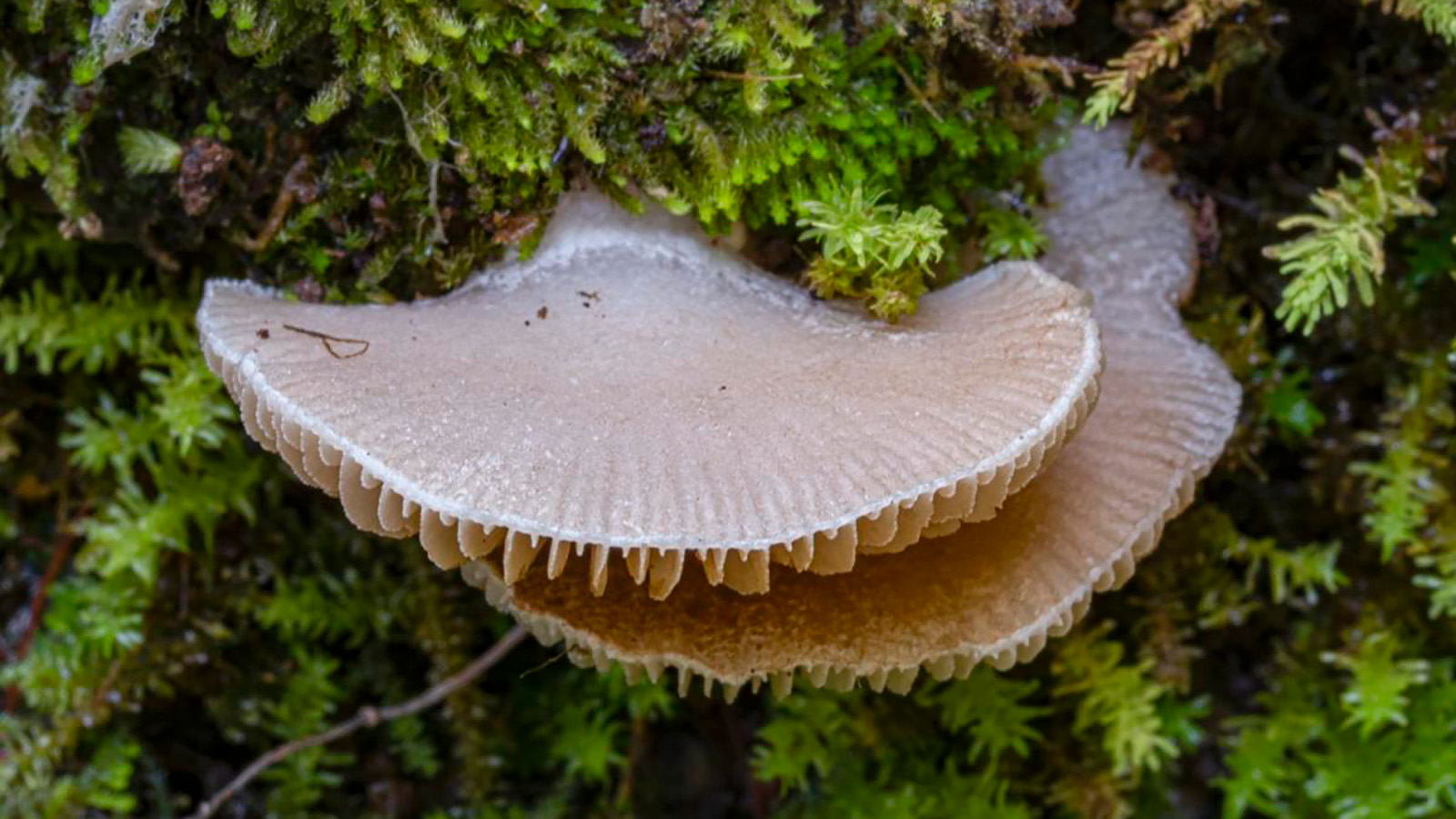 Крепидотус Соколова (Crepidotus sokolovii)