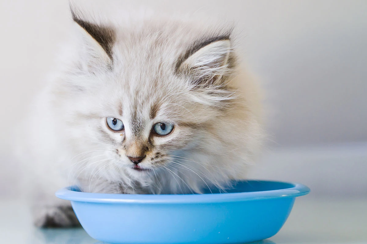 Невская маскарадная