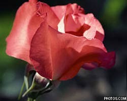 В Саудовской Аравии запретили розы в День св. Валентина 