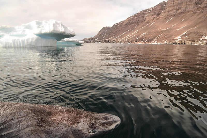 Гренландская полярная акула
