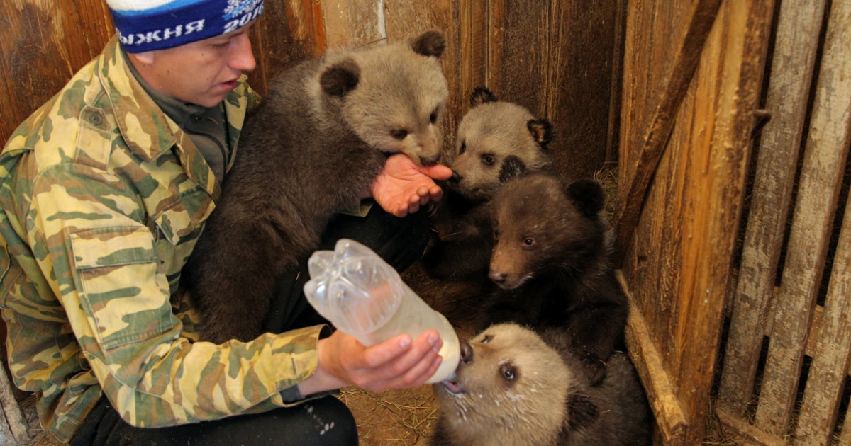 Кормит медведя