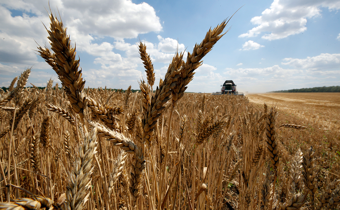 Урожаю зерна на Кубани в 2018 году спрогнозировали падение на 10%