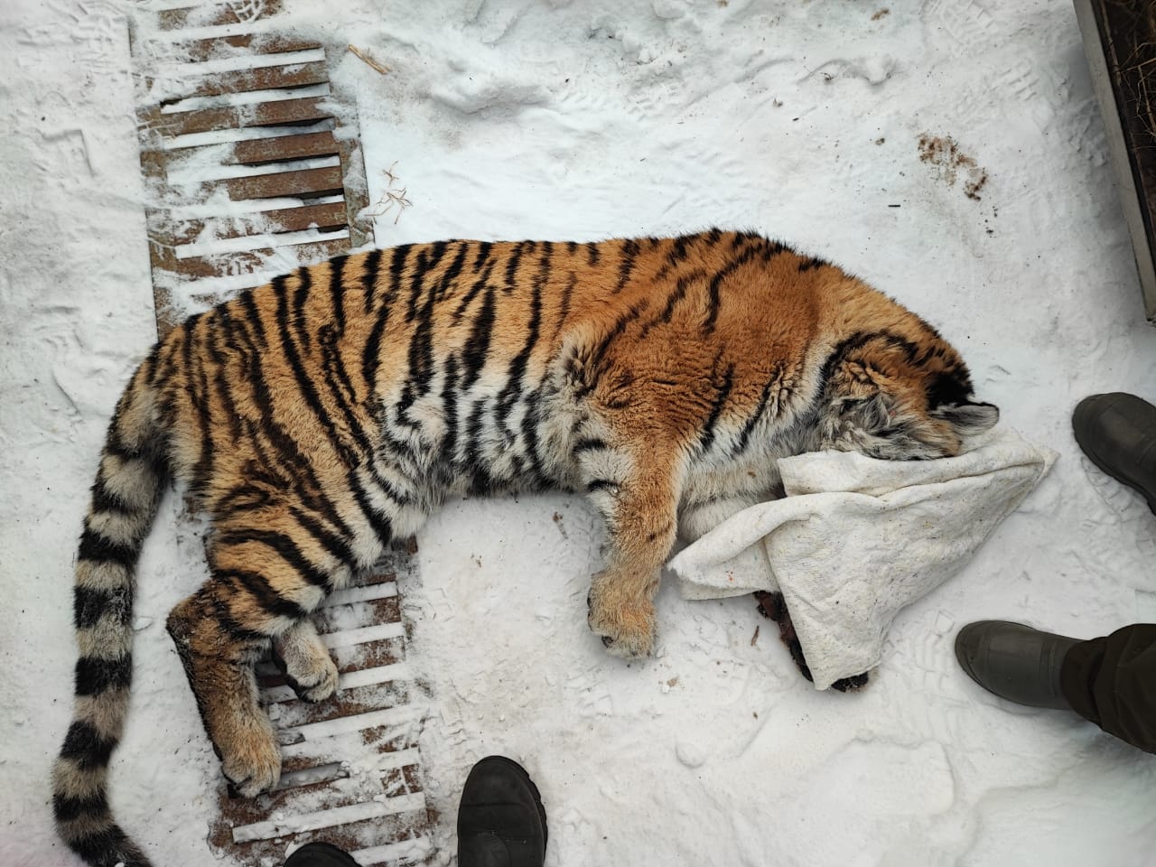Фото: Пресс-служба центра "Амурский тигр"