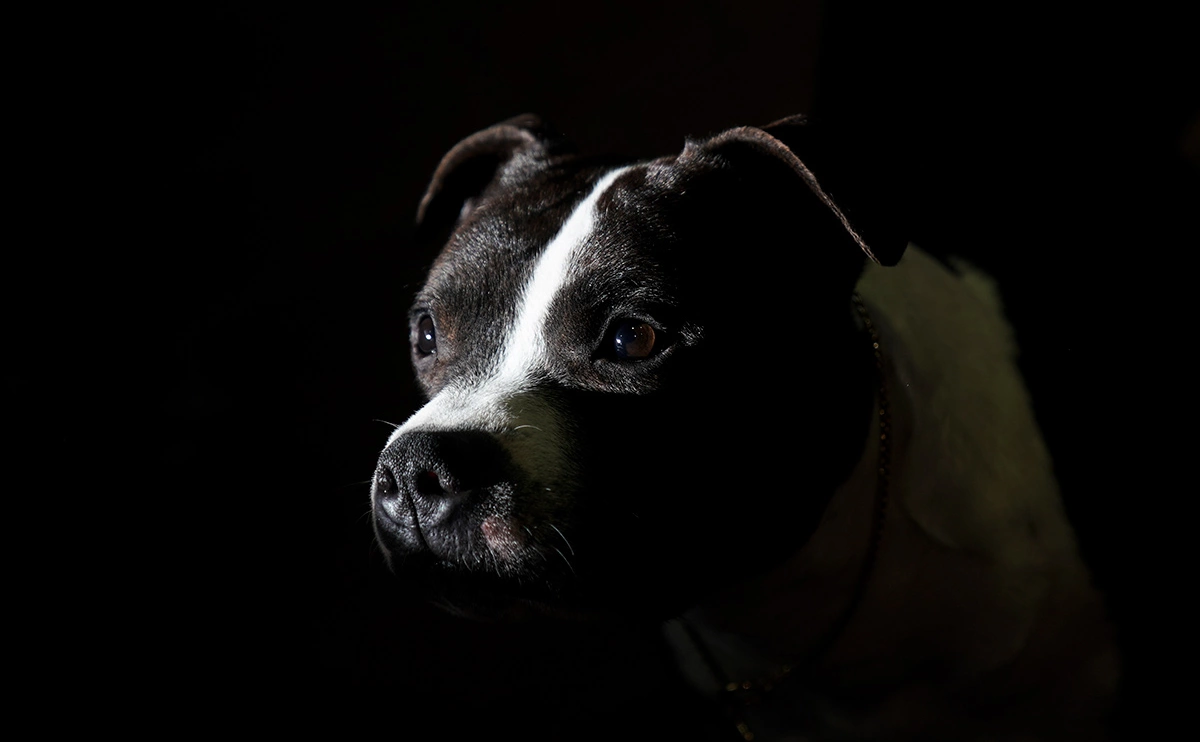 Drew Angerer / Getty Images