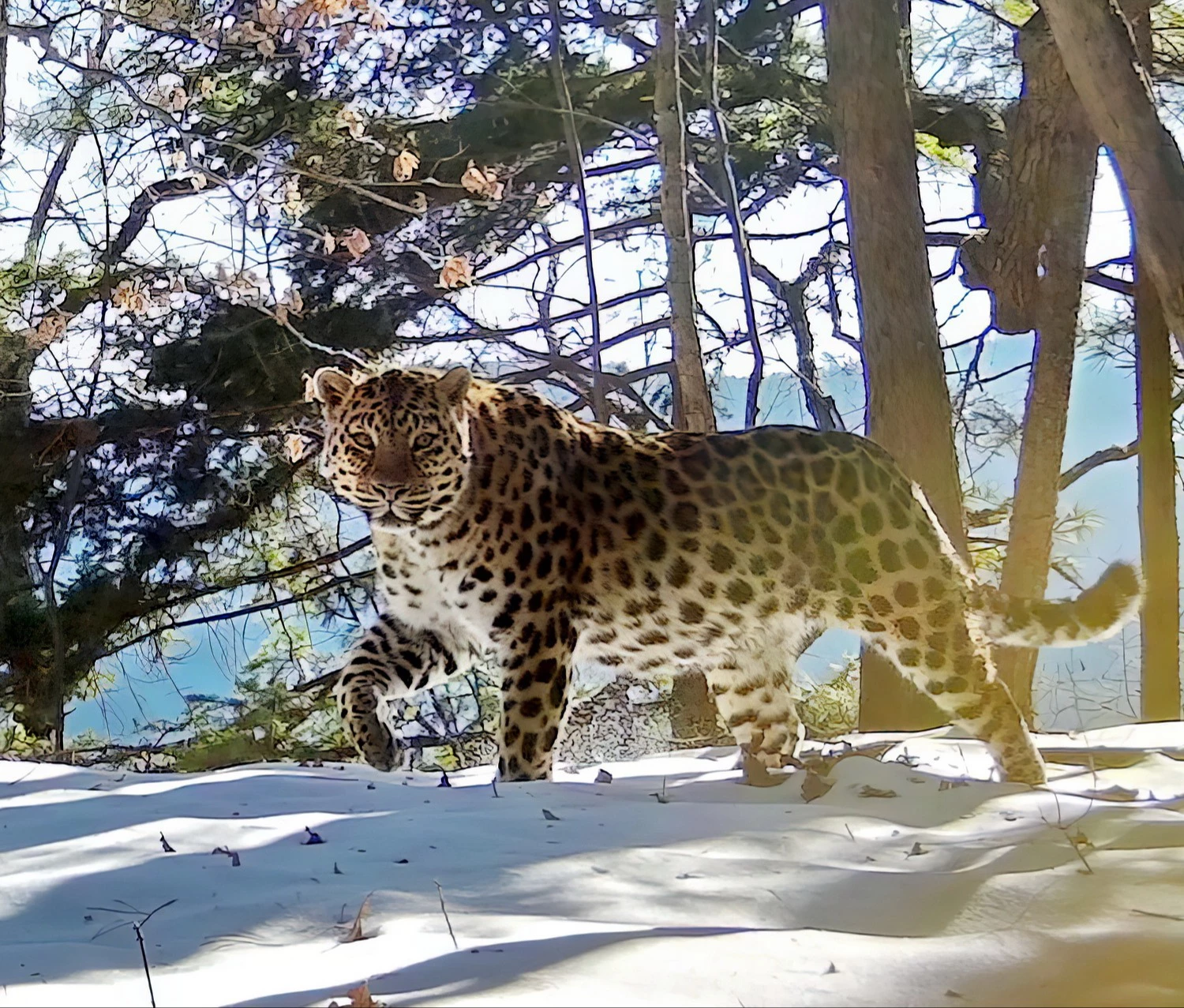 пресс-служба ФГБУ «Земля леопарда»