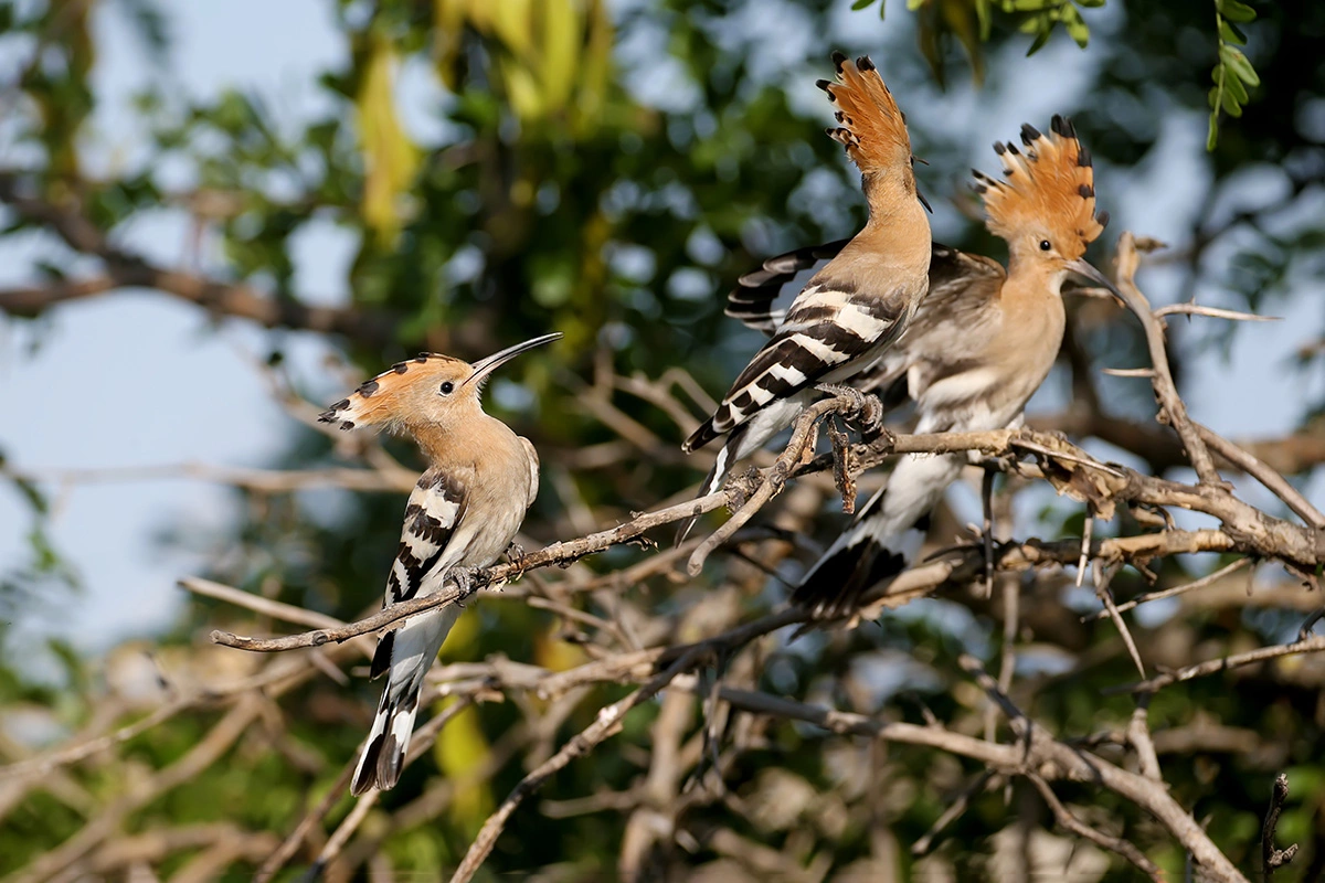 У молодых удодов хохолок меньше и поднимается не так пышно, как у взрослых, а клюв короче и прямее