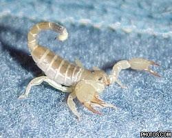 В Германии найдены останки скорпиона длиной 2,5 м