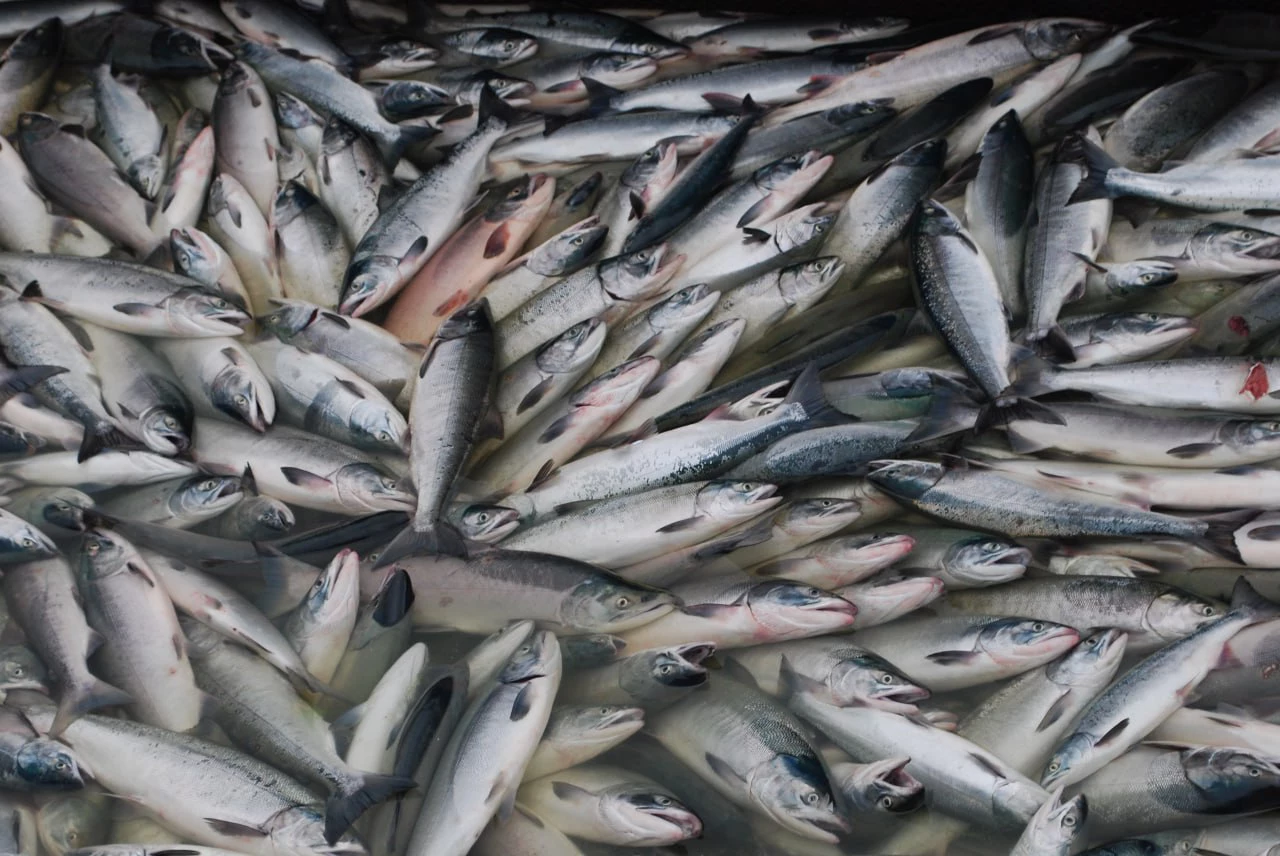 Объединенная пресс-служба Росрыболовства