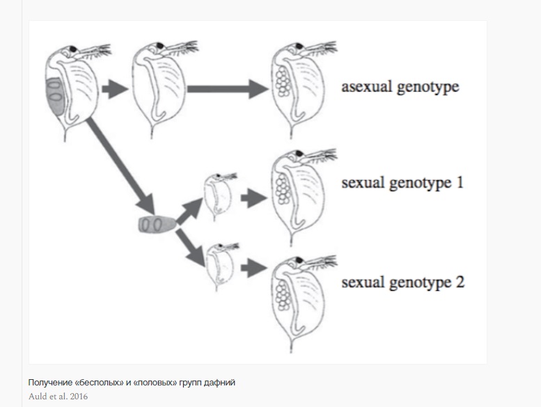 Размножение дафнии