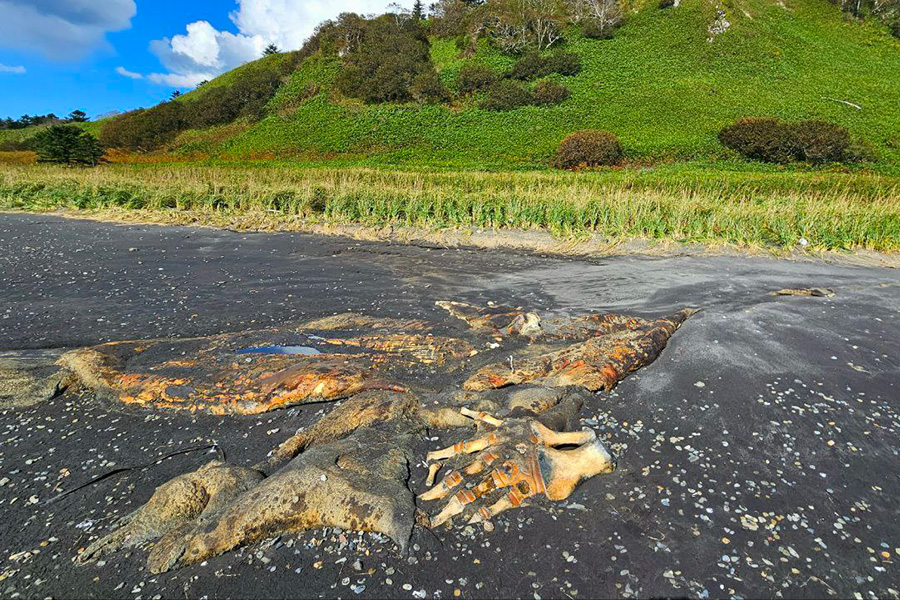 Фото: tourismKunashirShikotan / Telegram