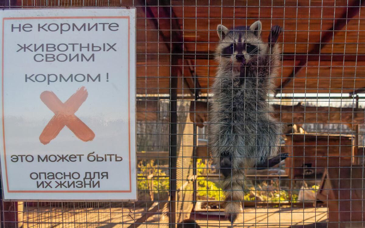 «Матч ТВ» взял под опеку енота в Московском зоопарке