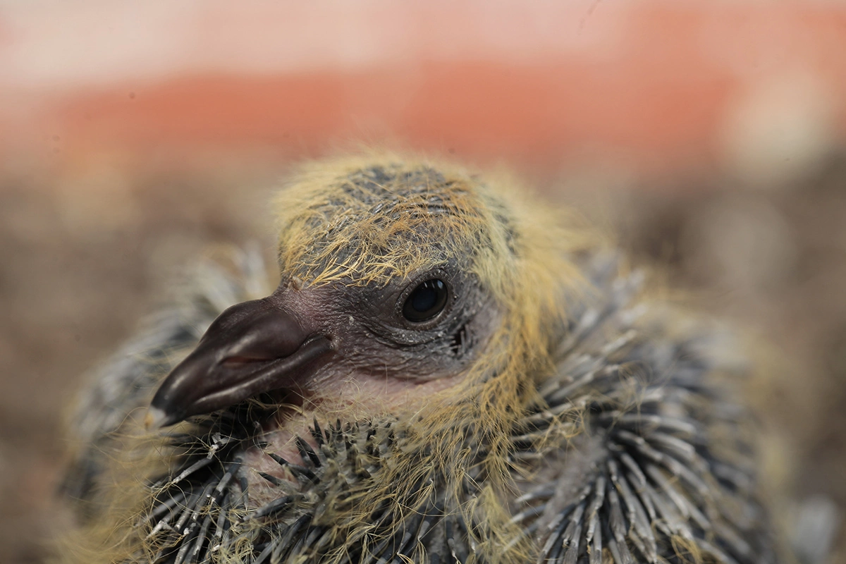 Пух появляется у голубенка только на пятый день после рождения