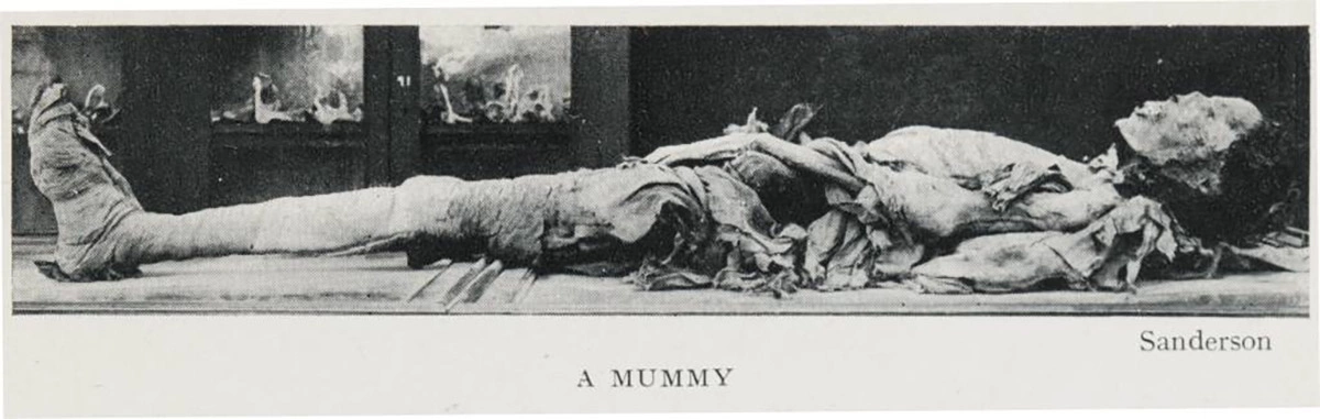 <p>Развернутая мумия</p>