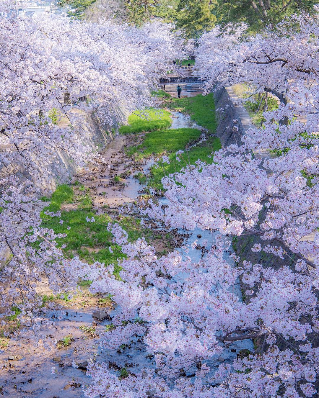 Инстаграм недели: весна в Японии