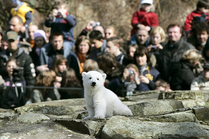 Белый медведь Кнут (Knut Bear)
&nbsp;

Белый медведь Кнут был одним из символов Берлинского зоопарка с 2006 по 2011 годы. Его популярности способствовала не только миловидная внешность, но и неблагоприятные жизненные обстоятельства, которые вызывали в людях сочувствие. Его мать отказалась его вскармливать после рождения, так что сотрудникам зоопарка пришлось взять заботу о малыше на себя.
&nbsp;

В 2007 году Берлин охватила самая настоящая &laquo;Кнутомания&raquo;. Посещаемость зоопарка выросла в том году на 30%. В результате этот год стал самым прибыльным для организации за всю ее 163-летнюю историю. Медведь принес зоопарку &euro;5 млн&nbsp;дополнительных доходов за счет продаж различной атрибутики. Это стало возможным после того, как зоологический сад в том же 2007 году зарегистрировал торговую марку &laquo;Кнут&raquo;. О медвежонке была написана книга, а также снят фильм.
&nbsp;

Огромная популярность Кнута и возможность получить сверхдоходы от сувениров с его изображением даже привели к судебной тяжбе между зоопарком в Берлине и зоопарком в Ноймюнстере, где медведь появился на свет.&nbsp;