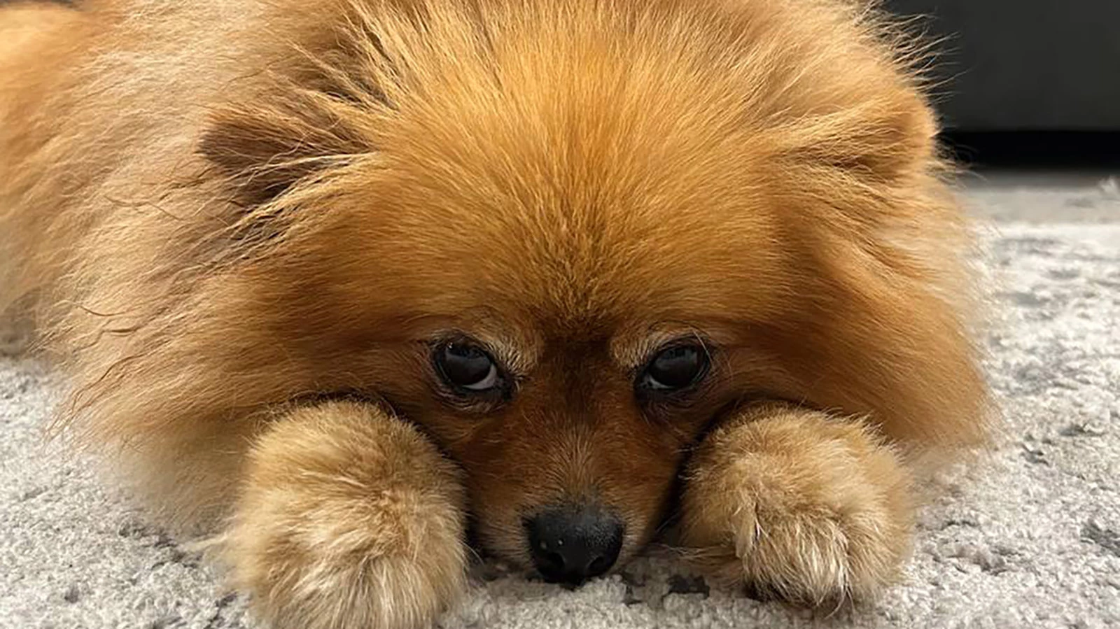 Шпиц по кличке Айза после полученных травм сейчас практически не встает на ноги