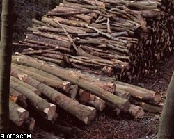 С повышением экспортных пошлин вывоз леса из России не сокращается