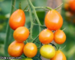 Ученые вырастили антираковые помидоры