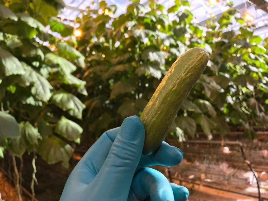 РБК Приморье