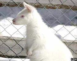 В Австрии родился белый кенгуру